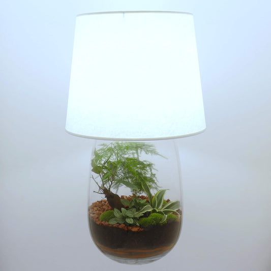Pack 2 lampes terrariums vase allongé XL
