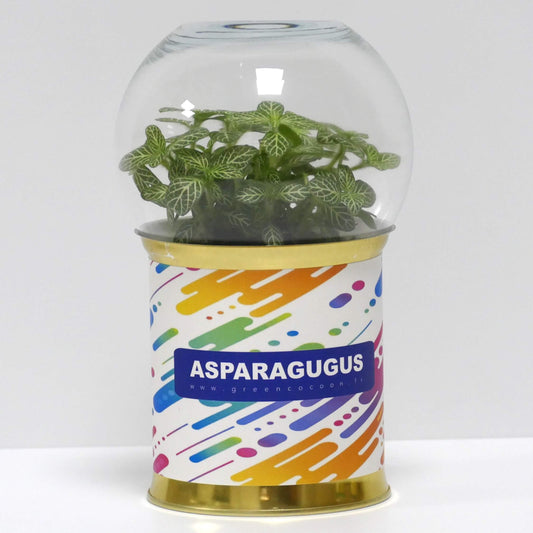 Terrarium Asparagugus