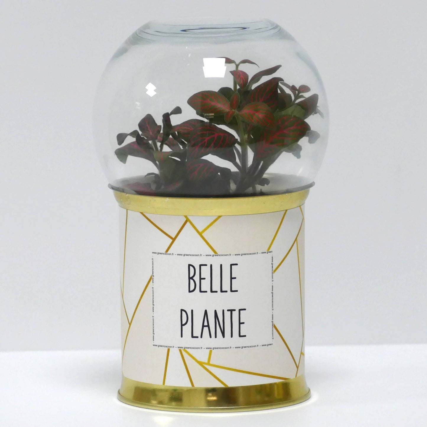 Terrarium Belle plante