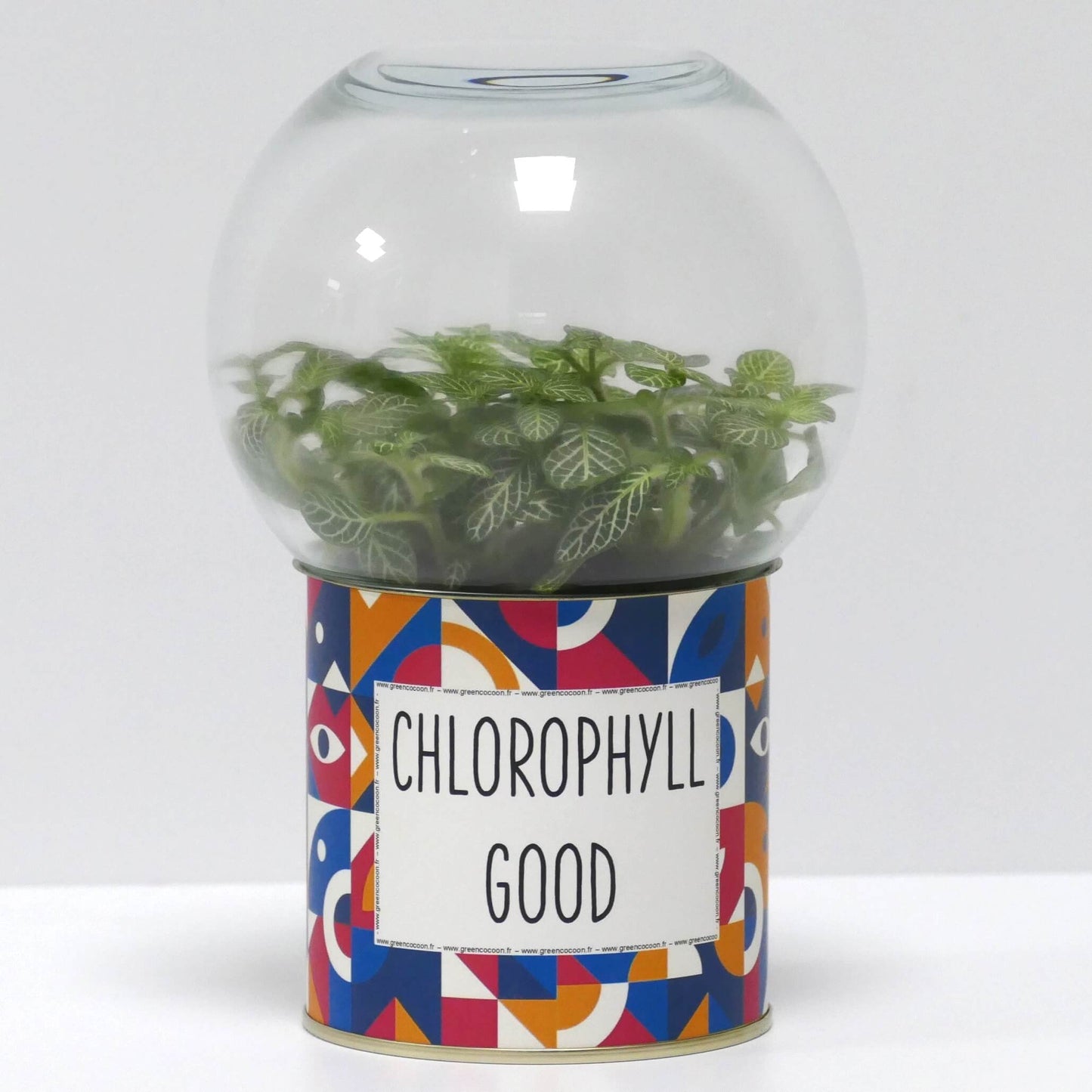 Terrarium Chlorophyll good