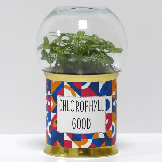 Terrarium Chlorophyll good
