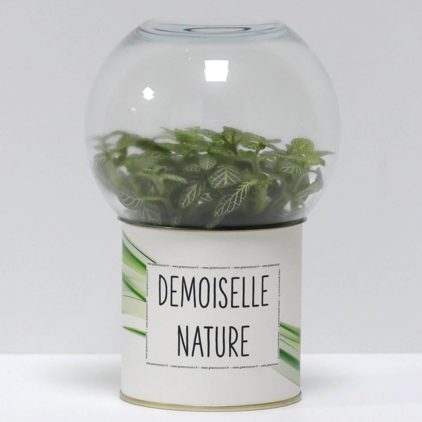 Terrarium Demoiselle nature