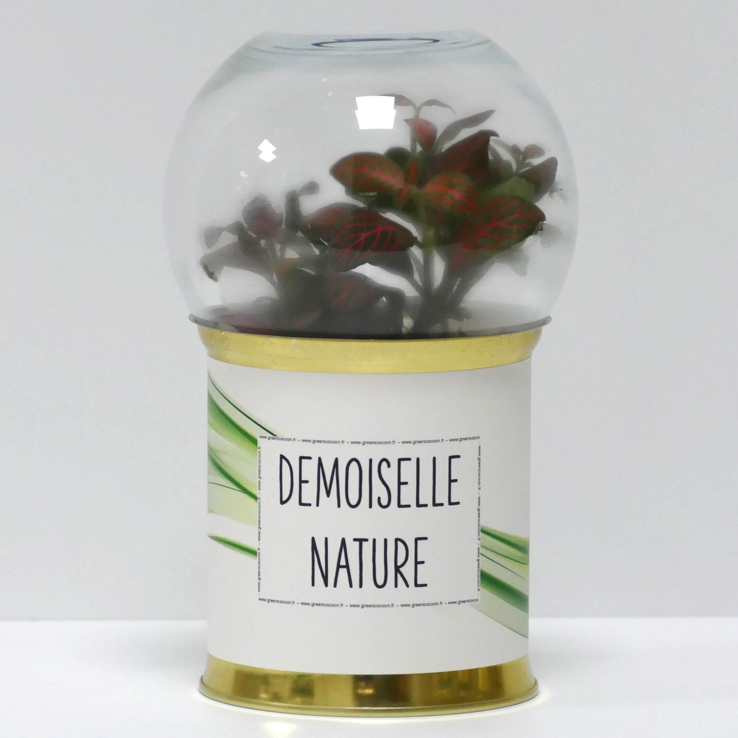 Terrarium Demoiselle nature