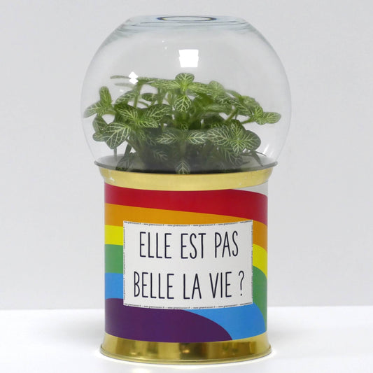 Terrarium Elle est pas belle la vie ?