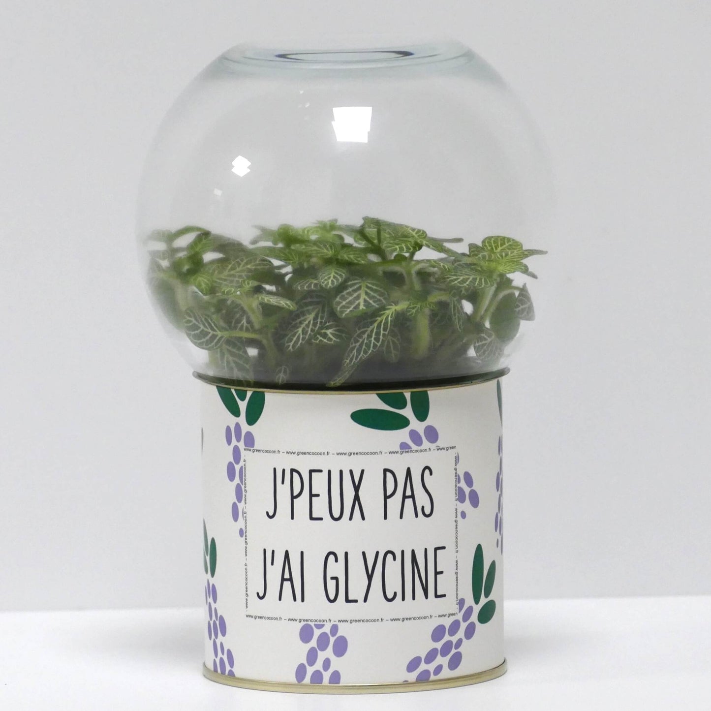 Terrarium J'peux pas j'ai glycine