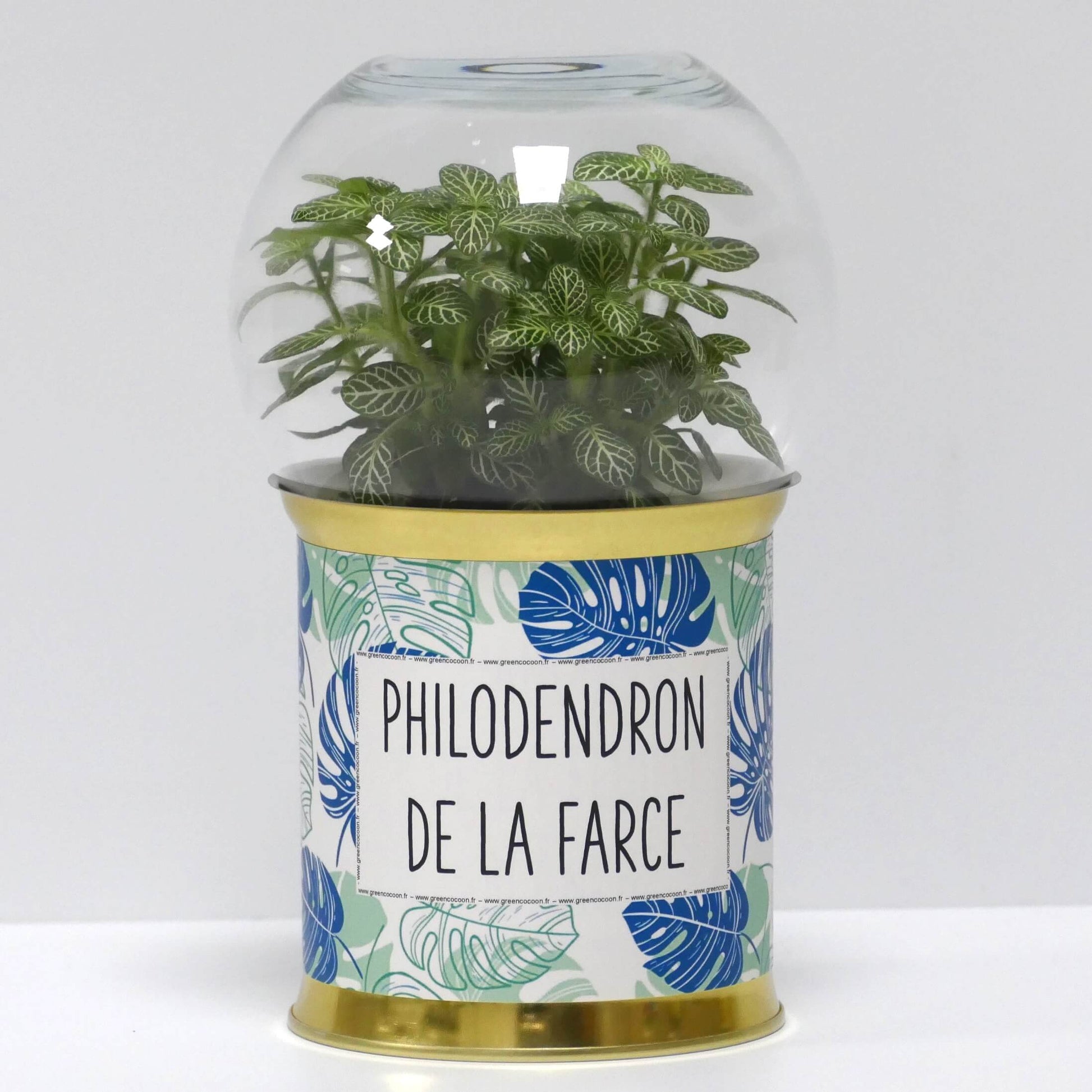 philodendron in terrariums Terrarium Philodendron de la farce – Green Cocoon