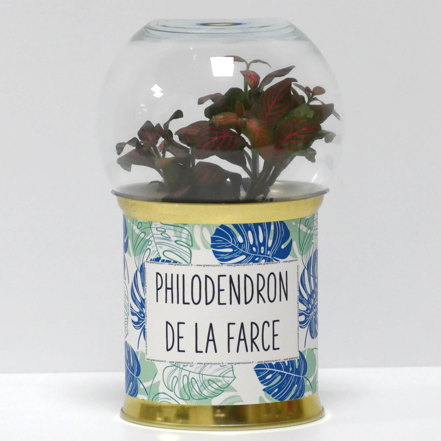 Terrarium Philodendron de la farce
