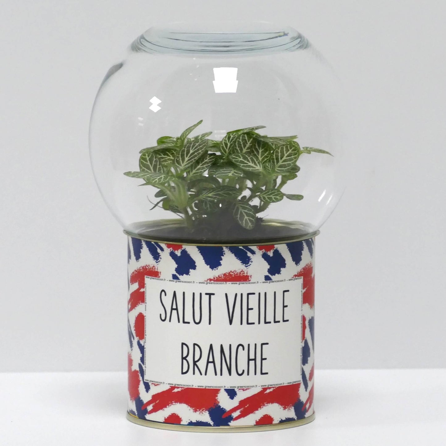 Terrarium Salut vieille branche