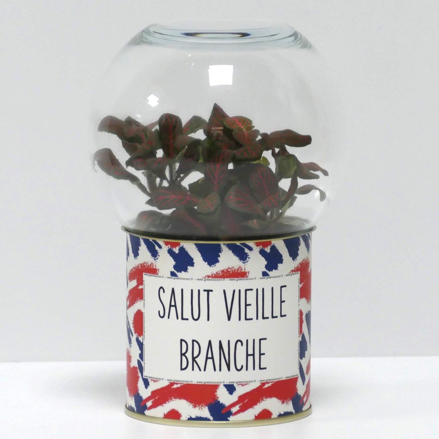 Terrarium Salut vieille branche