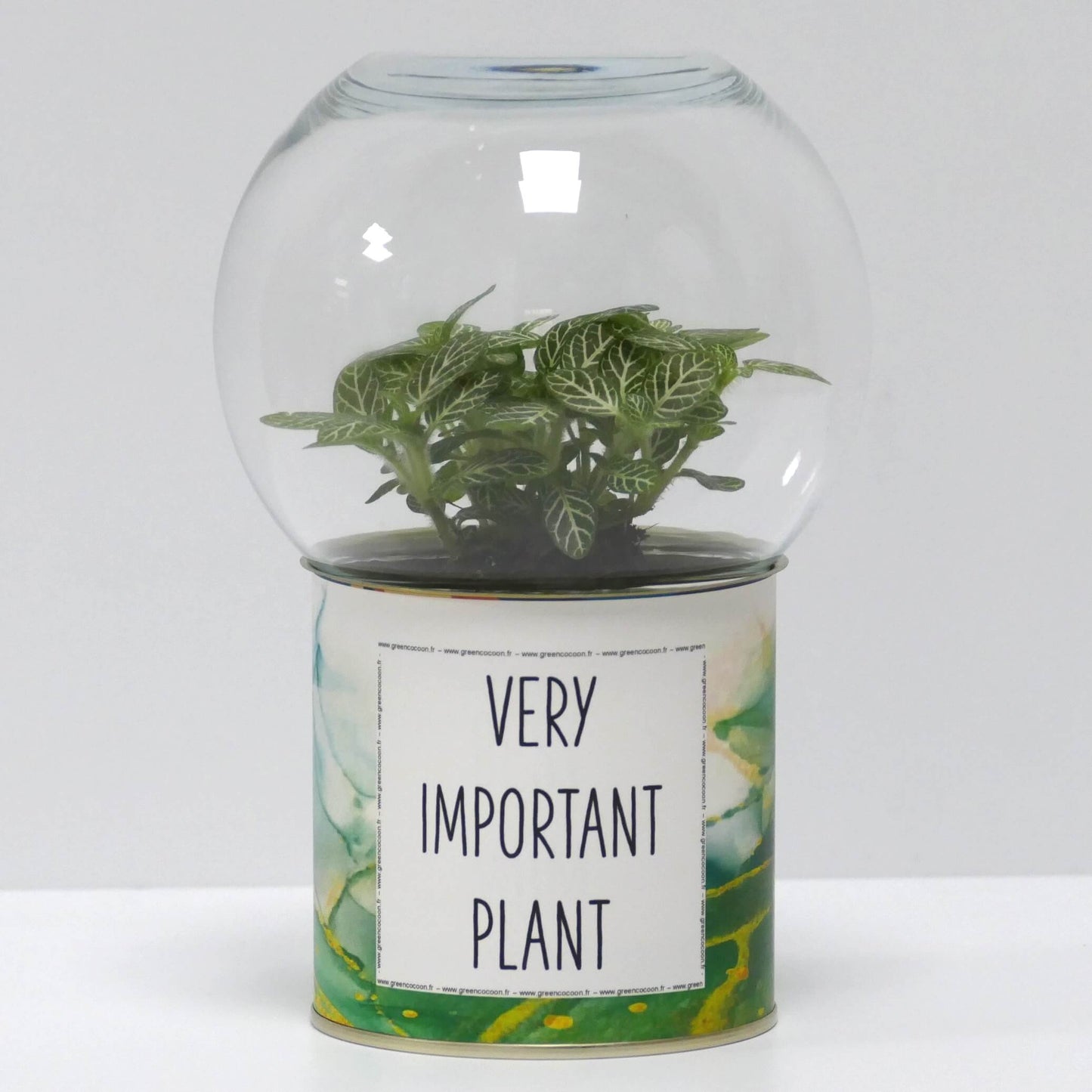 Terrarium Very Important Plant