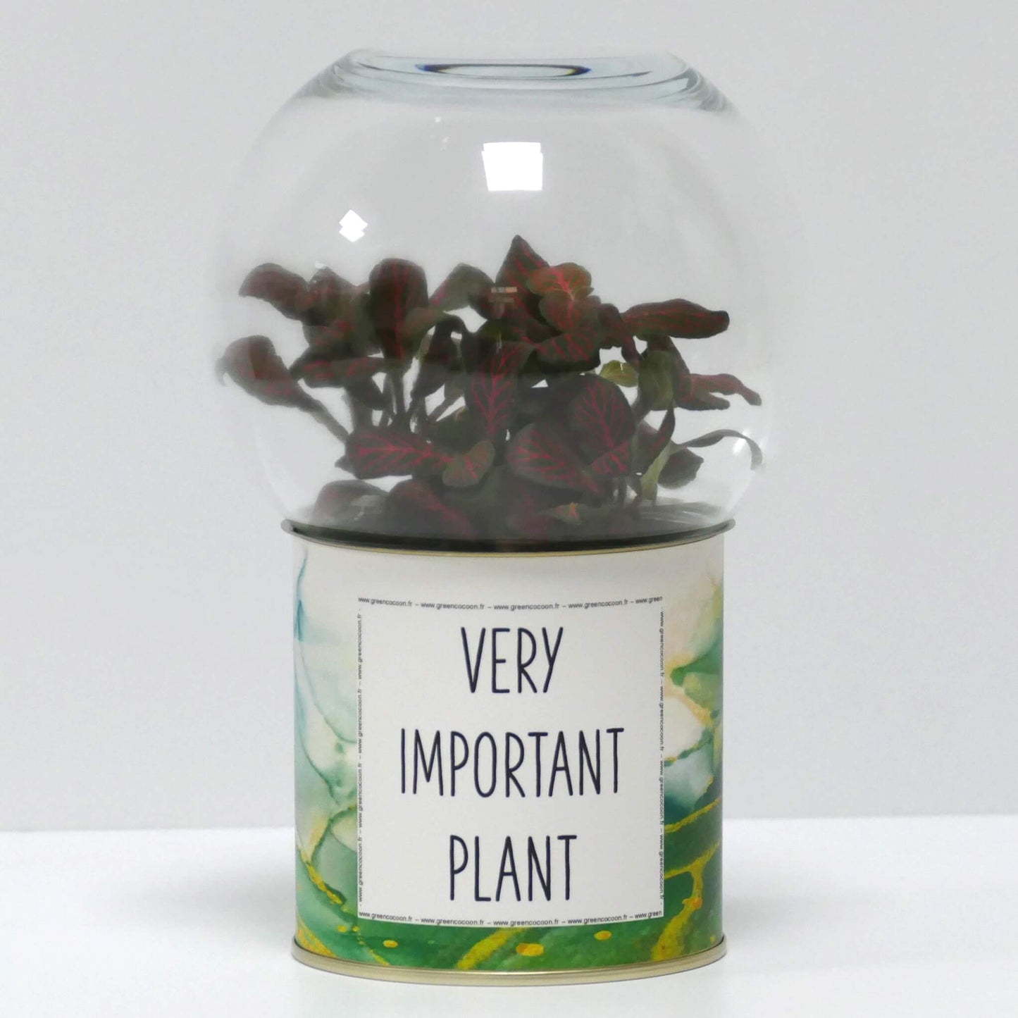Terrarium Very Important Plant