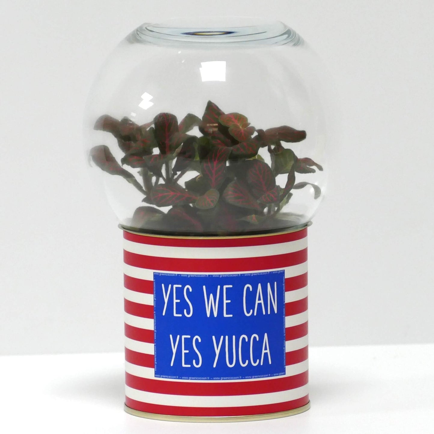 Terrarium Yes we can yes yucca