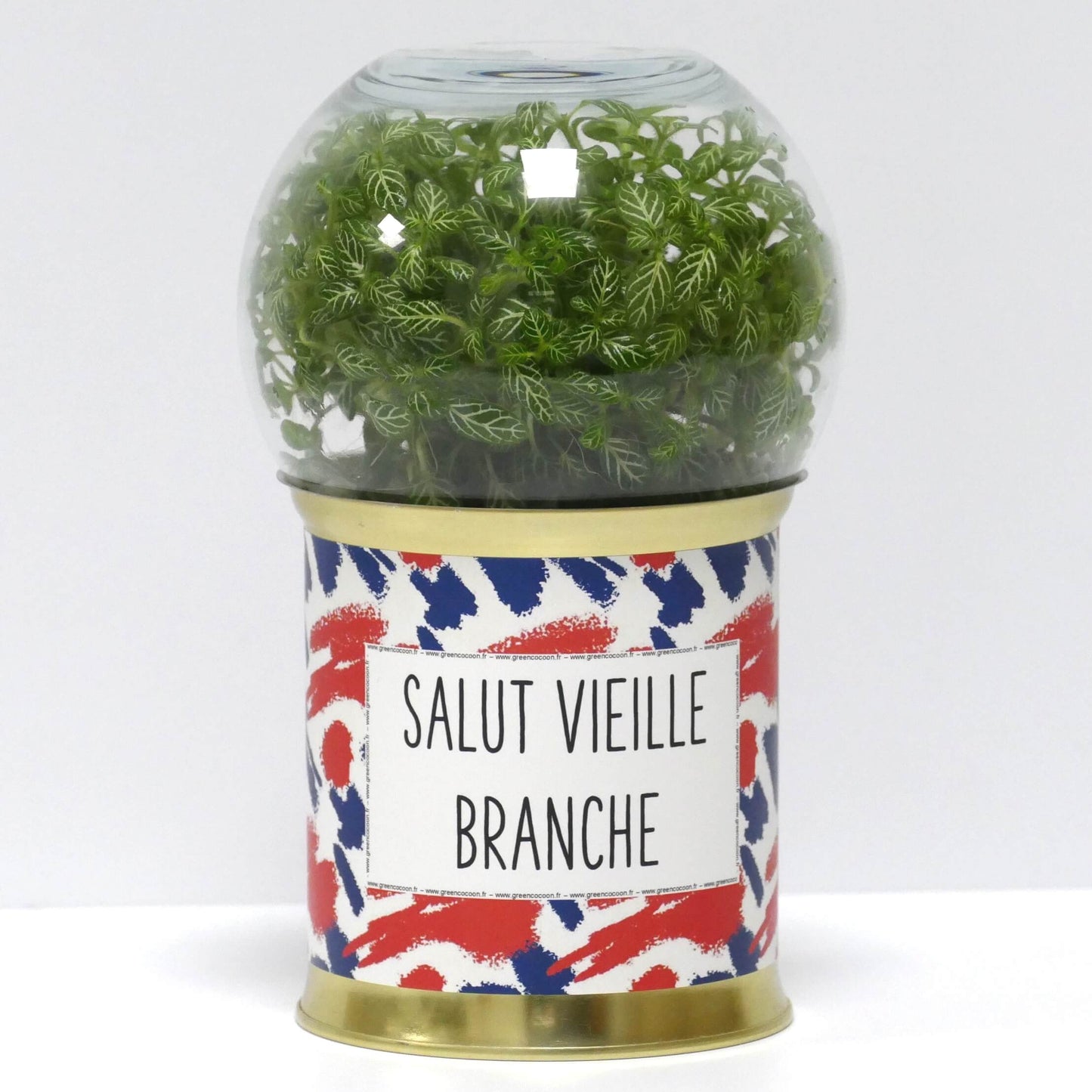 Terrarium Salut vieille branche