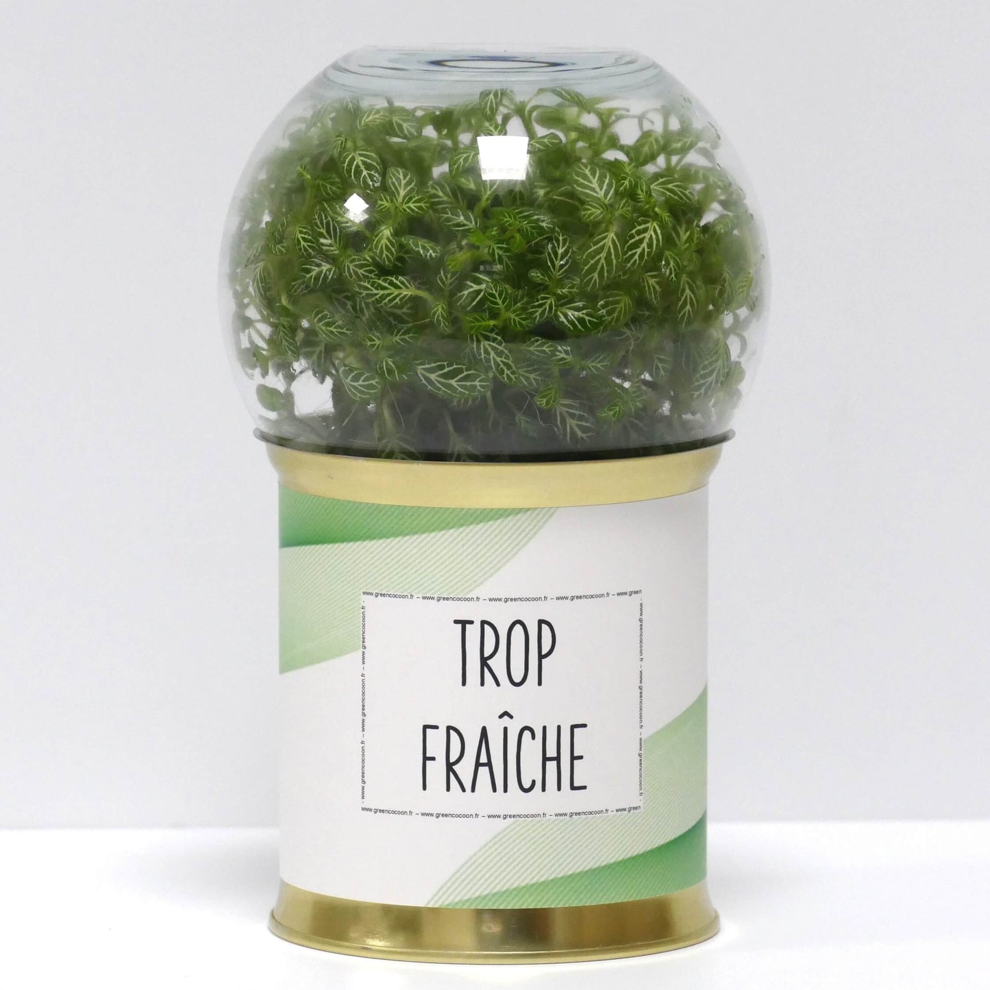 Terrarium Trop fraîche