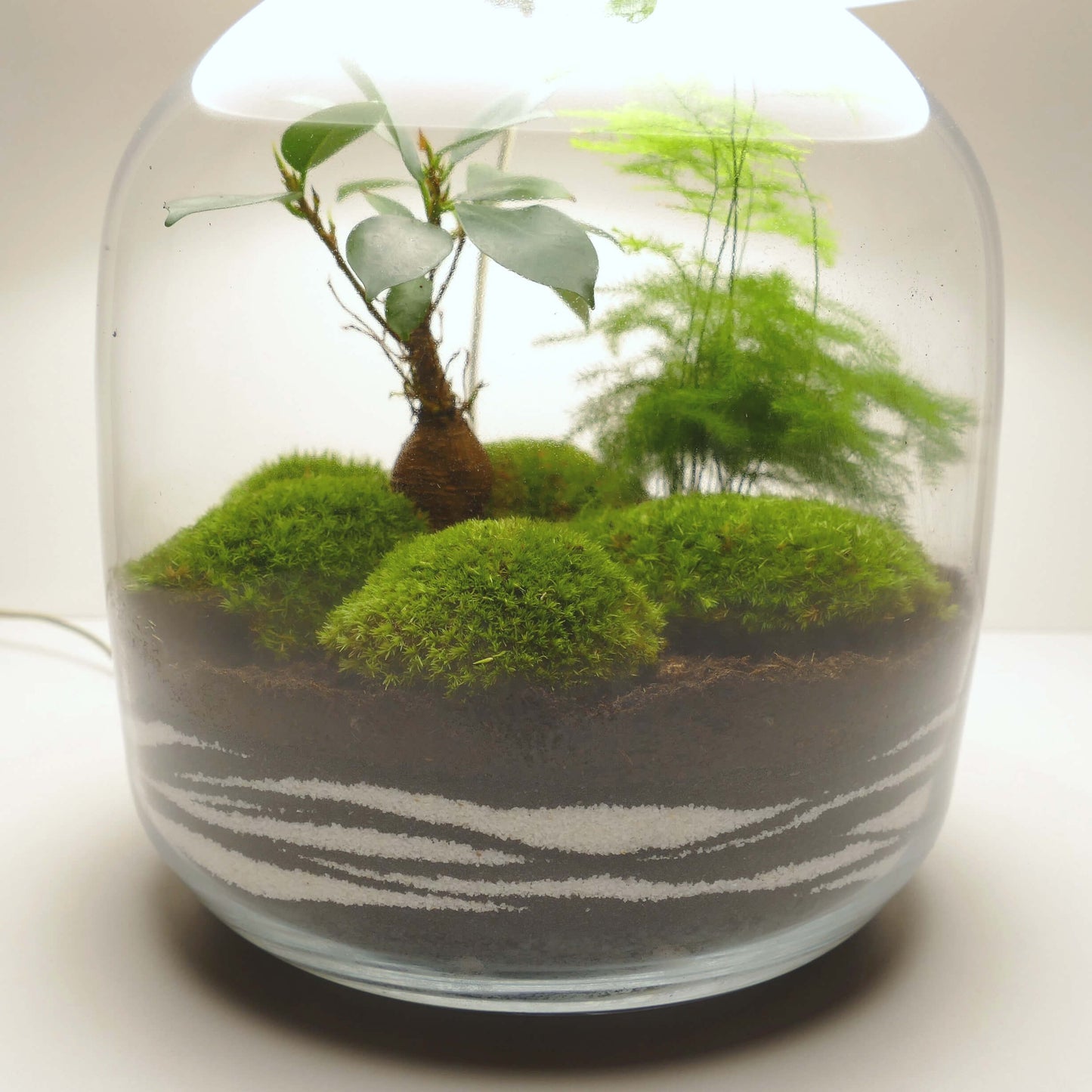 Lampe terrarium vase bonbonne XL