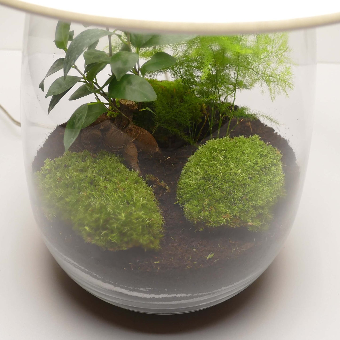 Lampe terrarium vase allongé L