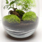 Lampe terrarium vase allongé L